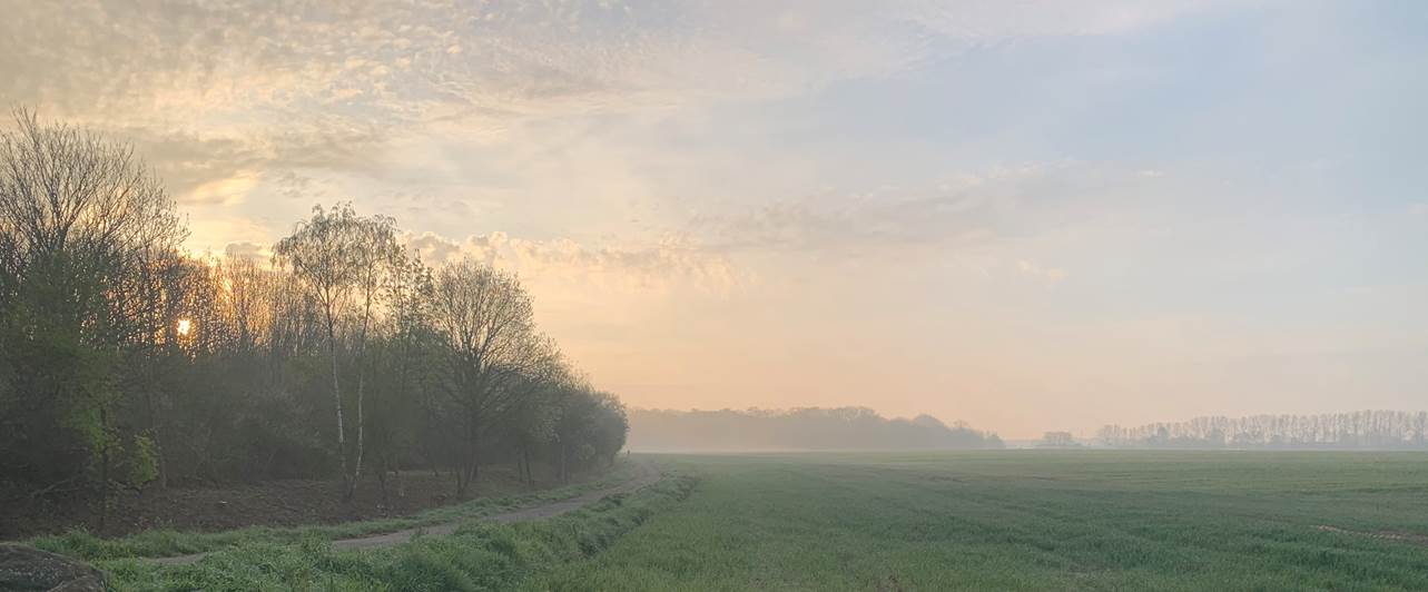 Mist rising over a field at dawn, with a line of trees on the left.